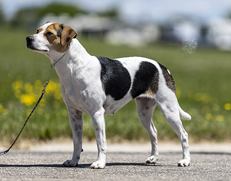 Indsendt af Cheri Lewitzke