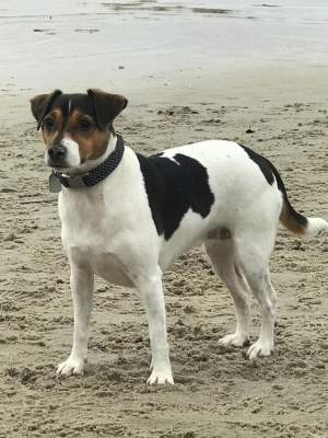 Indsendt af Petra Fiedeldei, kennel Septentriones