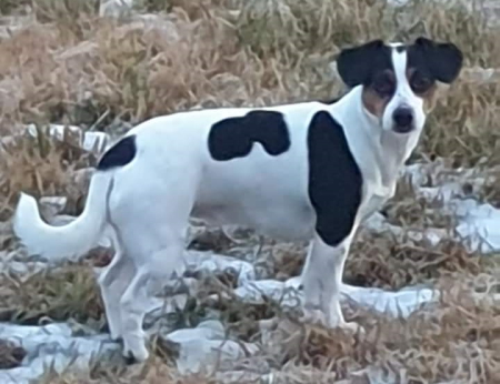 Indsendt af Vanja Kartrud, Kennel Liahompen