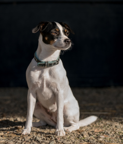 Indsendt af Danika Bannasch