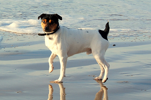 Indsendt af Lars H. Pind, Kennel Olga C�cilie's