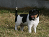Stanley 6 uge gammel
