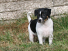 Wendy 6 uge gammel
