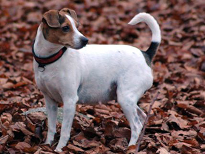 Jessie 6 uger henne